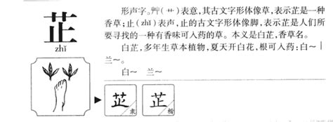 芷的含義|芷字放在名字中是什麼含意,芷在名字中的含義是什麼？